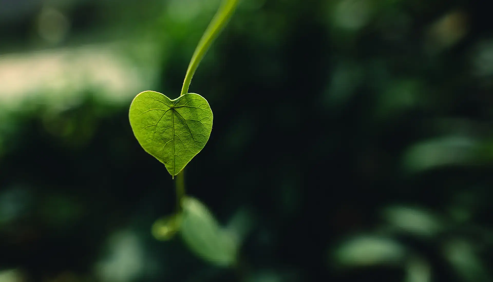 deratt-system-derattizzazioni-disinfestazioni